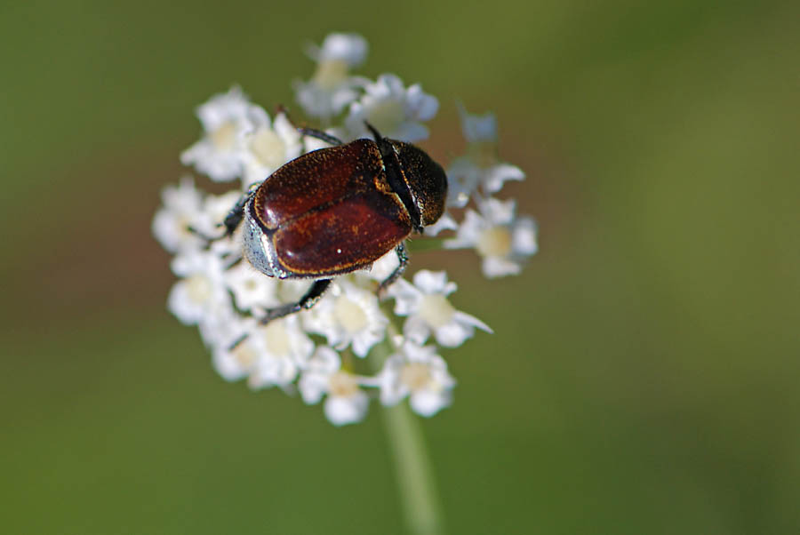 Dal Vicentino, da identificare: Hoplia argentea